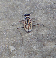 Habroscelimorpha dorsalis