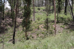 Notelaea ipsviciensis