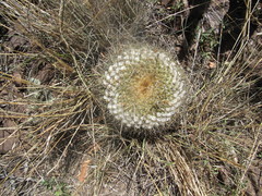 Mammillaria standleyi