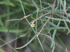 Notelaea ipsviciensis