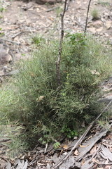 Notelaea ipsviciensis