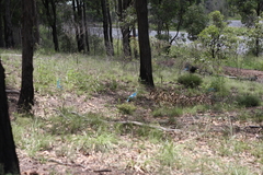 Notelaea ipsviciensis