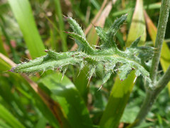 Cirsium tuberosum