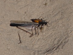 Palmodes praestans