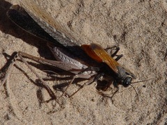 Palmodes praestans