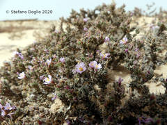 Frankenia pulverulenta