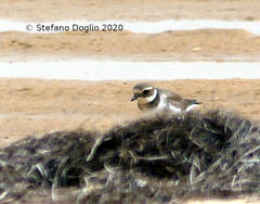 Charadrius hiaticula