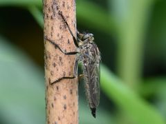Eutolmus rufibarbis