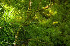 Carex trisperma