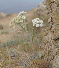 Astrodaucus littoralis
