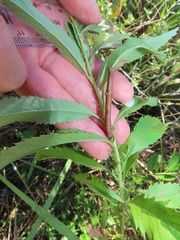 Senecio serratuloides