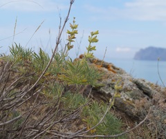Salvia scabiosifolia