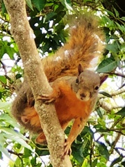Sciurus granatensis