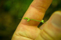 Carex trisperma