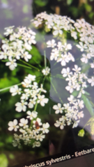 Anthriscus sylvestris