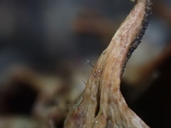 Parascedosporium putredinis