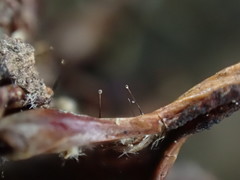 Parascedosporium putredinis