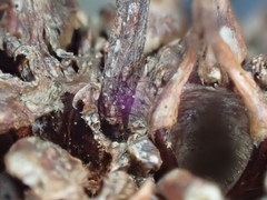 Parascedosporium putredinis