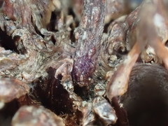 Parascedosporium putredinis