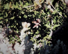 Orites lancifolius