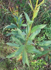 Senecio serratuloides