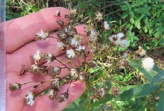 Senecio serratuloides