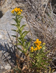 Pentanema germanicum