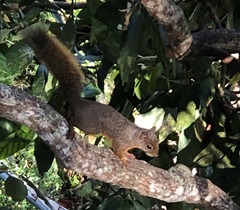Sciurus granatensis