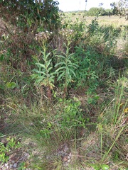 Senecio serratuloides