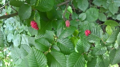 Eriosoma lanuginosum