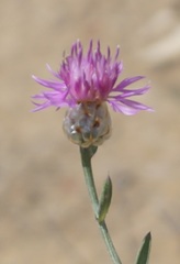 Centaurea sterilis
