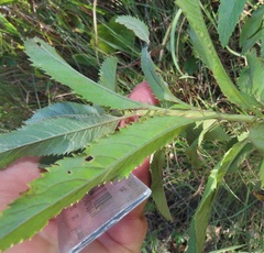 Senecio serratuloides