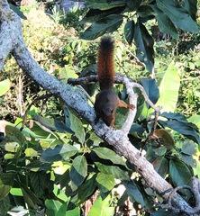 Sciurus granatensis