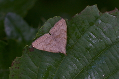 Pechipogo strigilata