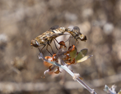 Thyridanthrax nugator