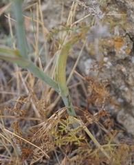 Astrodaucus littoralis