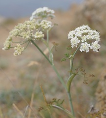 Astrodaucus littoralis