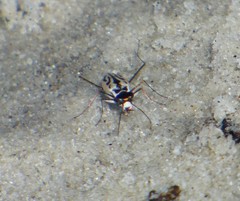 Habroscelimorpha dorsalis