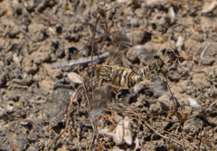 Thyridanthrax nugator