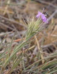 Dianthus pseudarmeria