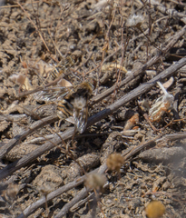 Thyridanthrax nugator