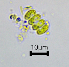 Scenedesmaceae