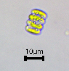 Scenedesmaceae