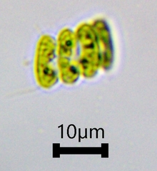 Scenedesmaceae