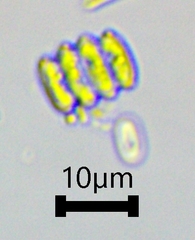 Scenedesmus