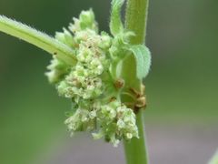 Parietaria officinalis