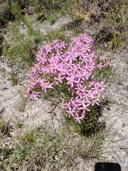 Zeltnera beyrichii