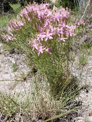Zeltnera beyrichii