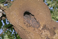 Image of Lophostoma brasiliense