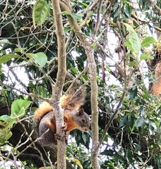 Sciurus granatensis